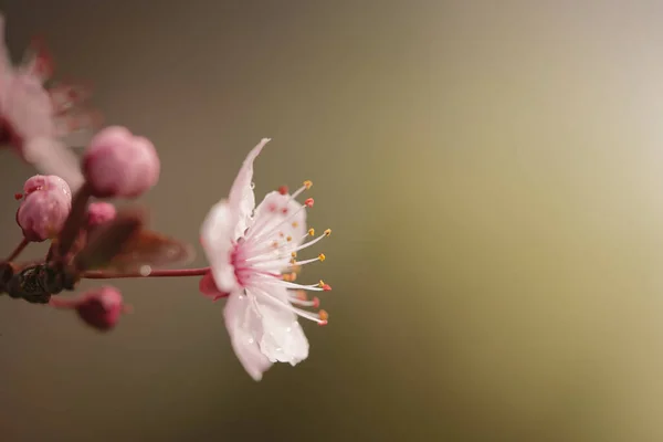 Detailní Záběr Kvetoucího Třešňového Květu — Stock fotografie