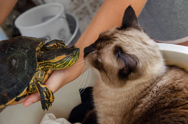 Närbild Skott Damm Reglaget Sköldpadda Och Katt Interagerar — Stockfoto