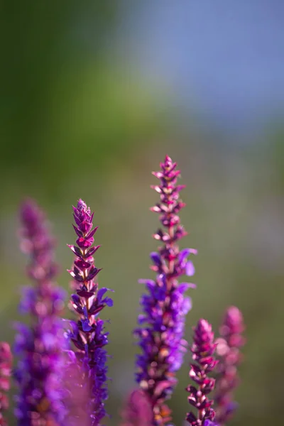 Närbild Blã Och Lila Salvia Blommor Med Suddig Bakgrund — Stockfoto