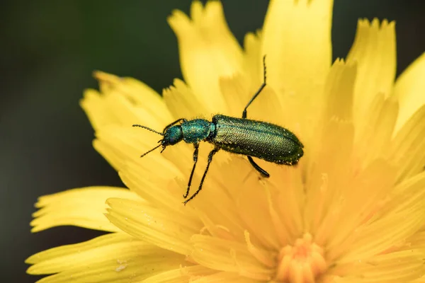 Närbild Grön Mjuk Bevingad Blomskalbagge Gul Blomma — Stockfoto