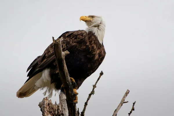 Tiro Ángulo Bajo Águila Calva Posada Sobre Árbol — Foto de Stock