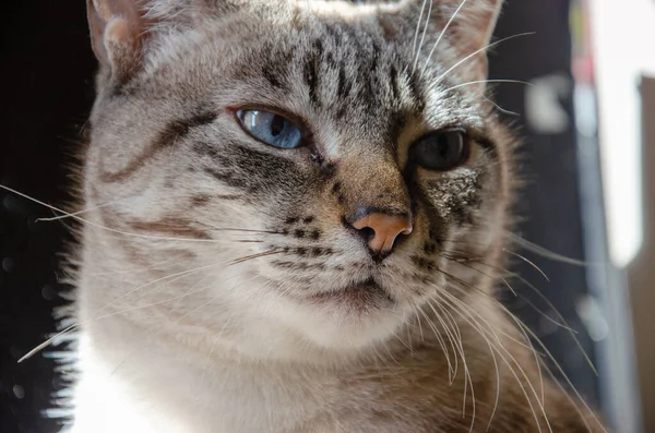 Крупним Планом Знімок Чарівної Смугастої Кішки Блакитними Очима — стокове фото