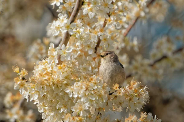 Primer Plano Pajarito Sentado Árbol Floreciente — Foto de Stock