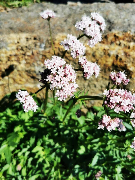 ピンクの花でいっぱいの植物の枝の選択的な焦点ショット — ストック写真