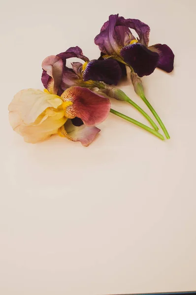 Eine Nahaufnahme Von Lila Irisblumen Auf Beigem Hintergrund — Stockfoto
