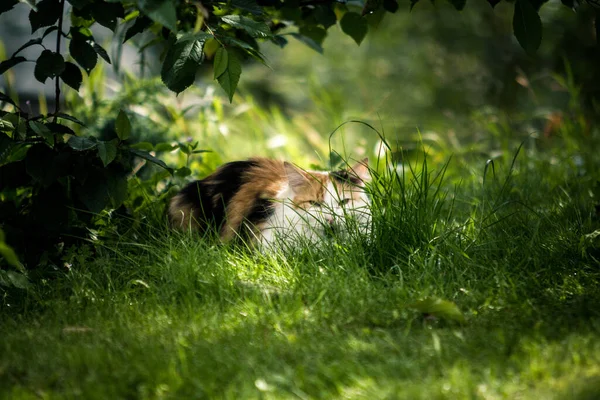 Кот Смотрит Камеру Прячась Зеленой Свежей Траве — стоковое фото