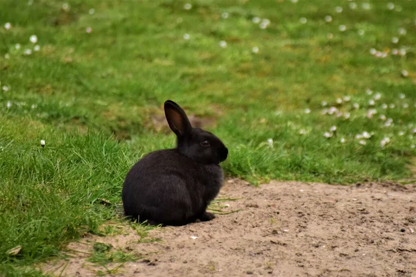 Ein Selektiver Schuss Eines Kleinen Schwarzen Flauschigen Kaninchens Das Auf — Stockfoto