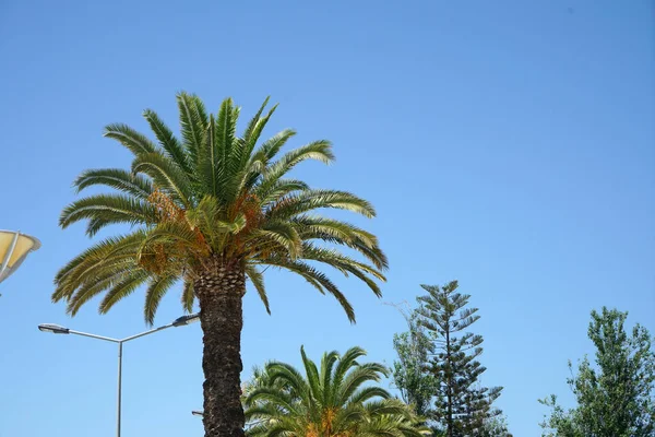 Low Angle Shot Tropical Palm Trees Clear Blue Sky Background — Φωτογραφία Αρχείου