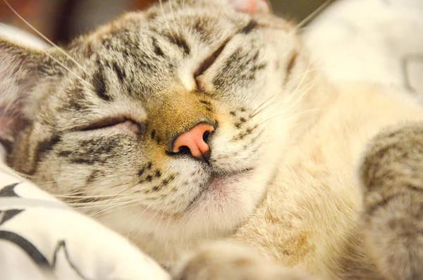 Nahaufnahme Einer Schlafenden Braunen Niedlichen Katze — Stockfoto