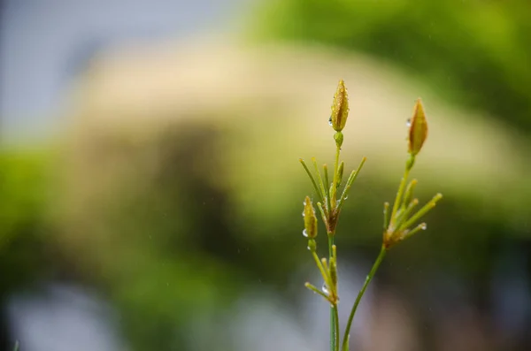 Foco Seletivo Uma Planta Com Botões Livre — Fotografia de Stock