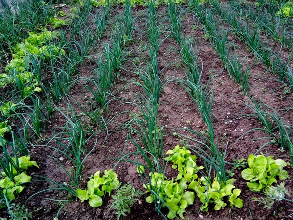 Jonge Planten Ontspruiten Uit Grond Een Tuin — Stockfoto