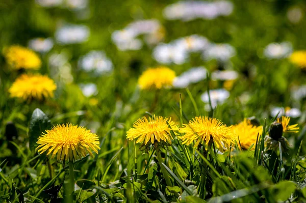 Vackra Maskrosor Växer Den Natursköna Ängen — Stockfoto