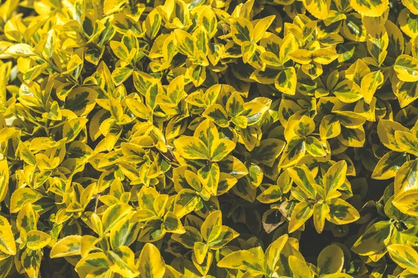 Krzew Wrzecionowy Rosnącymi Żółto Zielonymi Liśćmi — Zdjęcie stockowe