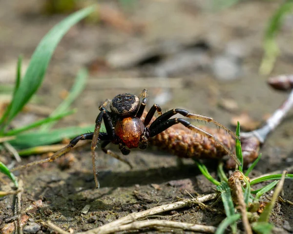 Ένα Επιλεκτικό Πλάνο Εστίασης Μιας Δηλητηριώδους Αράχνης Στο Φυσικό Της — Φωτογραφία Αρχείου