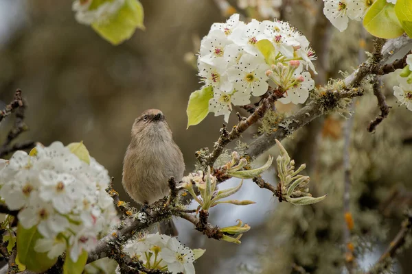 Eine Nahaufnahme Eines Kleinen Vogels Der Auf Einem Blühenden Kirschblütenbaum — Stockfoto