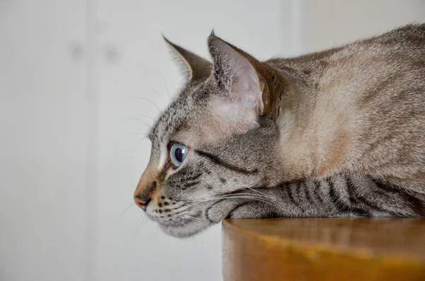 Closeup Shot Cute Striped Cat Bright Blue Eyes — Stock Photo, Image