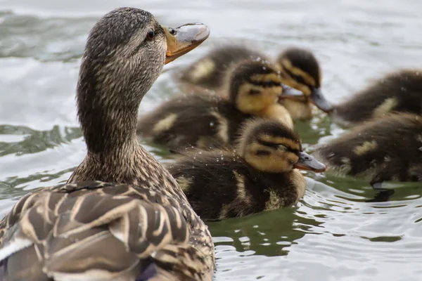 Ánade Real Hembra Con Patitos Estanque — Foto de Stock