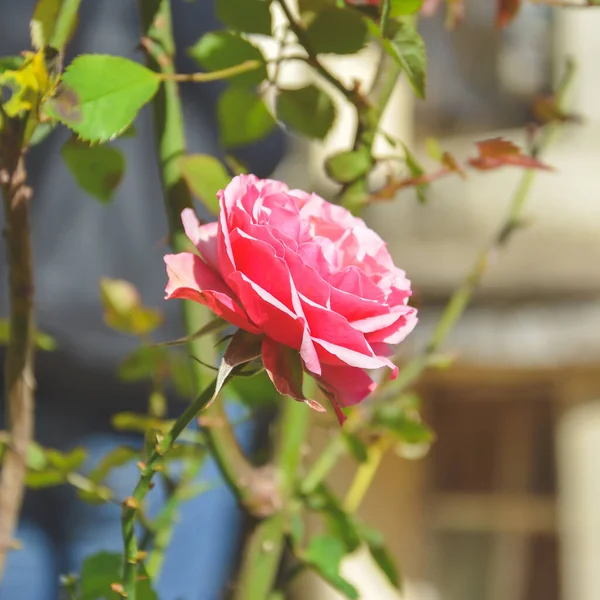 Primer Plano Vertical Una Rosa Rosada Flor — Foto de Stock