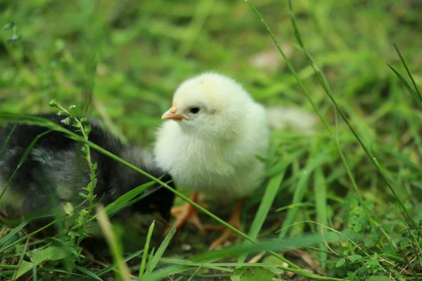 草の中に座っている赤ん坊の鶏 — ストック写真