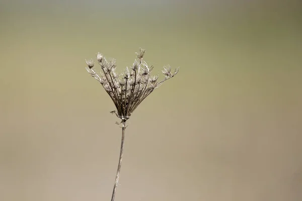 Closeup Shot Dry Wildflower — Stock Photo, Image