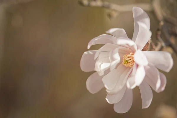 Tiro Close Uma Flor Magnolia Florescendo — Fotografia de Stock