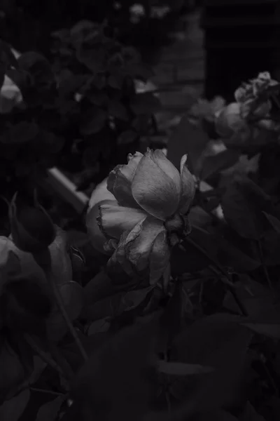 Grayscale Shot Beautiful Rose Garden — Stock Photo, Image