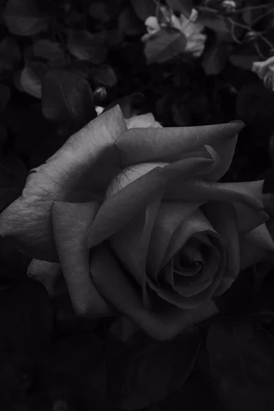 庭で美しいバラの灰色のショット — ストック写真