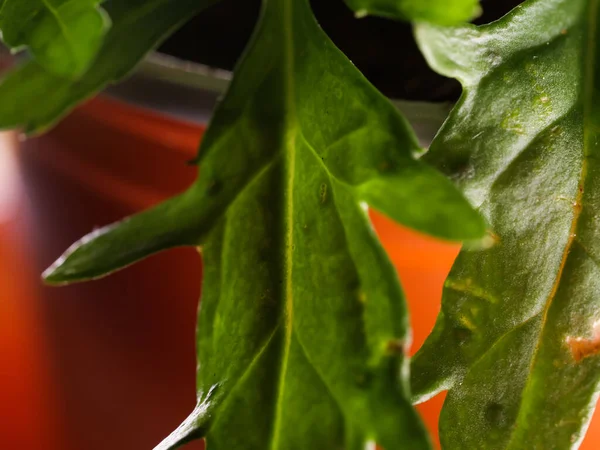 Primo Piano Foglie Verdi Fresche Sfondo Sfocato — Foto Stock