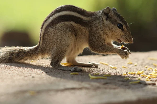 Closeup Adorable Chipmunk Standing Stone Surface Chewing Food — Stock Photo, Image