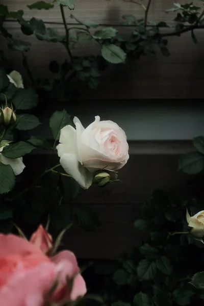 Una Messa Fuoco Selettiva Una Bella Rosa Giardino — Foto Stock