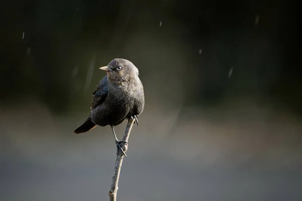 Primo Piano Grackle Comune Seduto Ramoscello — Foto Stock