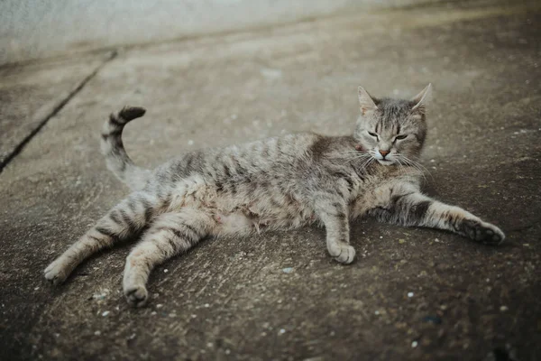 Primer Plano Lindo Gato Esponjoso Tumbado Suelo Mirando Con Los —  Fotos de Stock