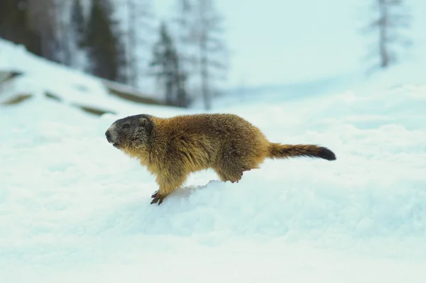 alpine marmot (Marmota marmota) first moves in springtime on snow, seen at Berchtesgaden national park, Germany