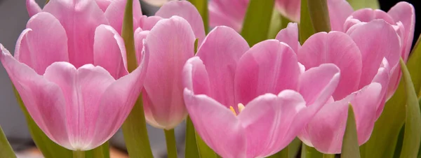 Een Close Shot Van Mooie Roze Tulpen Een Botanische Tuin — Stockfoto