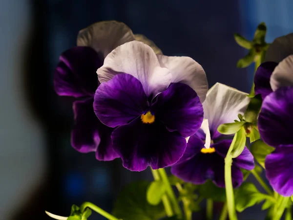 Closeup Shot Fresh Viola Tricolor Garden — Stock Photo, Image
