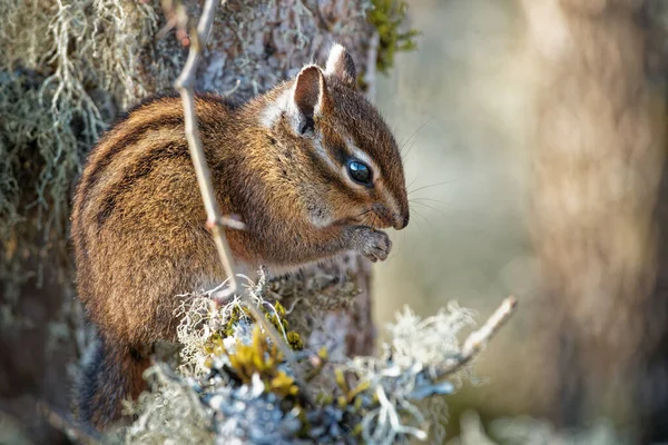 Gros Plan Chipmunk Mignon — Photo