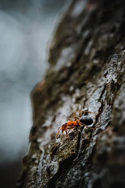 木の樹皮の上のアリの垂直ショット屋外 — ストック写真