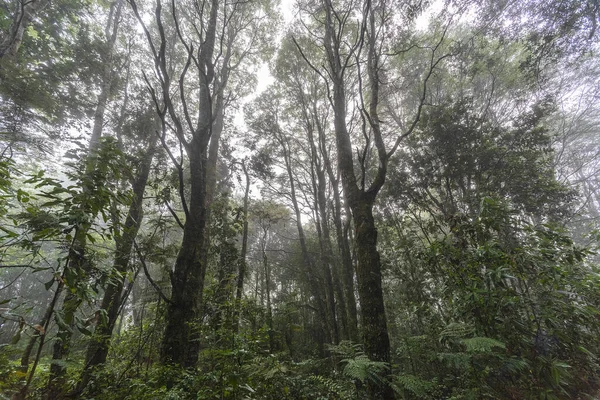 Une Belle Forêt Avec Des Arbres Denses Amérique Sud Environnement — Photo