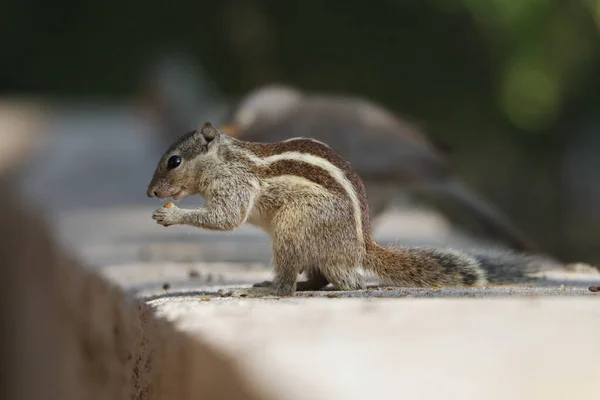 Eine Nahaufnahme Eines Entzückenden Streifenhörnchens Das Auf Der Steinoberfläche Steht — Stockfoto