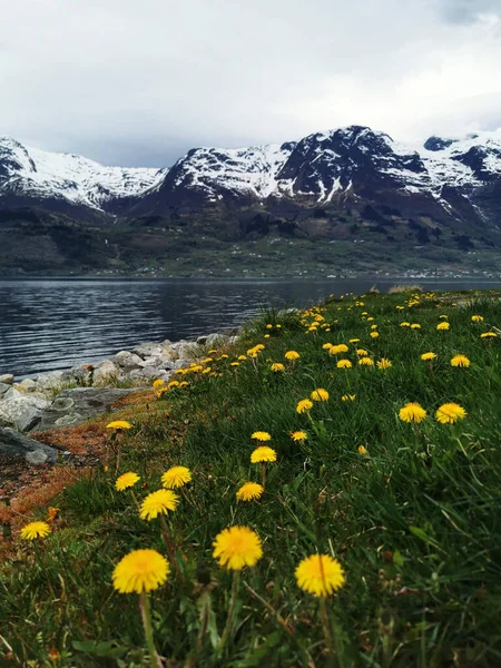 Een Verticaal Shot Van Gele Bloeiende Bloemen Hardangerfjorden Fiord Noorwegen — Stockfoto