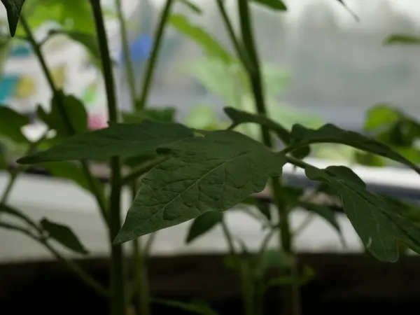 Primer Plano Hojas Verdes Una Plántula Tomate Invernadero — Foto de Stock