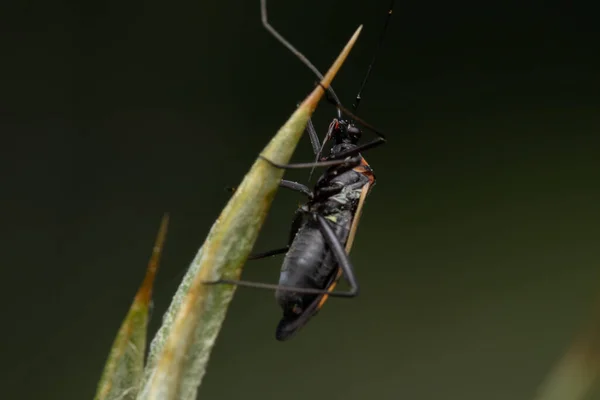 Soft Focus Bug Leaf Blade Garden — Stock Photo, Image