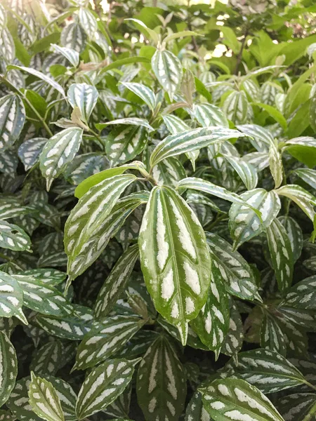 Vertical Closeup Shot Clearweed Leaves — Stock Photo, Image