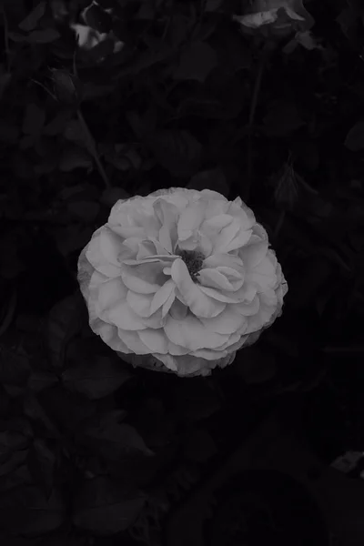 Egy Szürkeárnyalatú Kép Egy Gyönyörű Rózsáról Kertben — Stock Fotó
