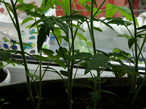 Eine Nahaufnahme Von Grünen Blättern Von Tomatensämlingen Einem Gewächshaus — Stockfoto