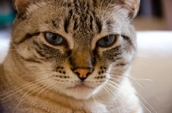 Eine Nahaufnahme Einer Niedlichen Hauskatze Mit Blauen Augen — Stockfoto