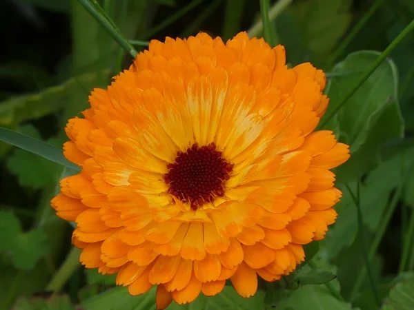 Een Close Van Een Heldere Pot Goudsbloem Bloeien Tuin — Stockfoto