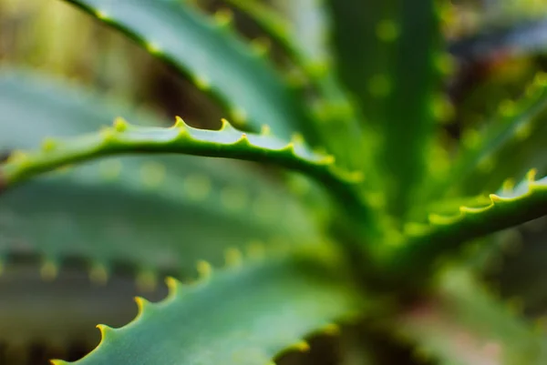 Primer Plano Aloe Vera Bajo Luz Del Sol Con Fondo — Foto de Stock