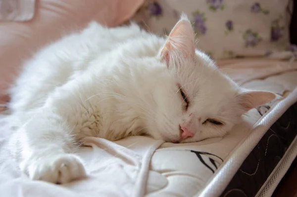 Egy Közeli Kép Egy Fehér Aranyos Macskáról Amint Alszik — Stock Fotó
