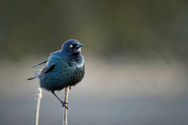 Närbild Ett Vanligt Handtag Som Sitter Kvist — Stockfoto